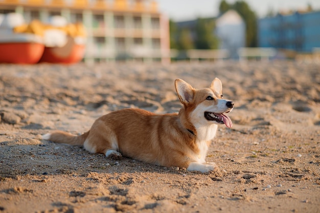 Cão feliz Welsh Corgi Pembroke na praia