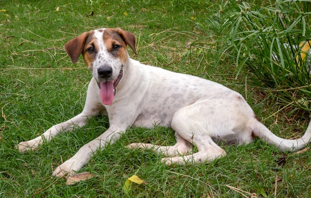 cão feliz