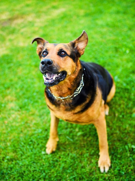 cão feliz