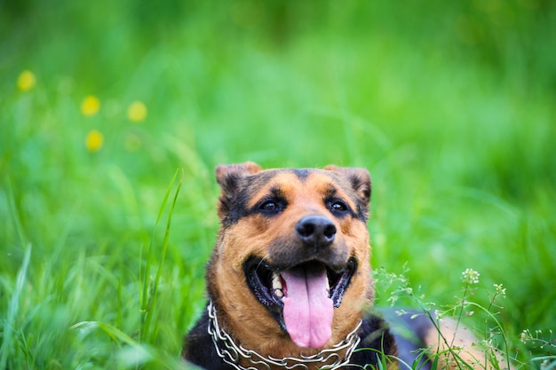 Cão feliz.