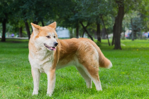 Cão fêmea da raça japonesa akita inu com casaco macio branco e vermelho em pé na grama verde