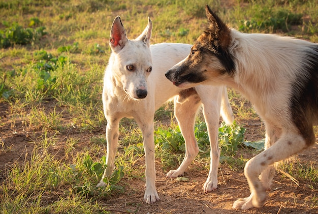 Cão fica com raiva e mostra seu descontentamento, aviso do ataque fica com raiva e mostra seu descontentamento, aviso do ataque