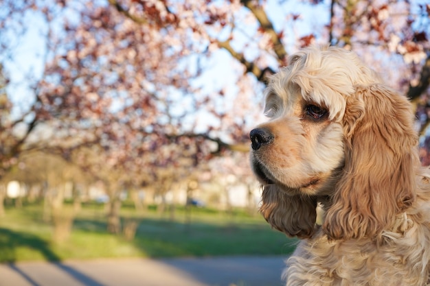 Cão. Filhote de Cocker Spaniel americano no parque. Fechar-se. Espaço para texto.