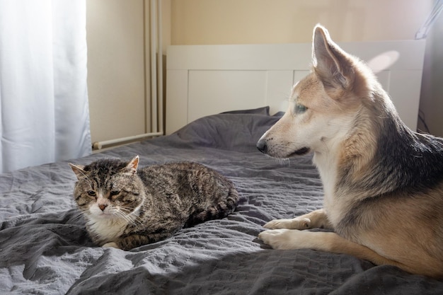 Cão focado assistindo gato na cama em casa