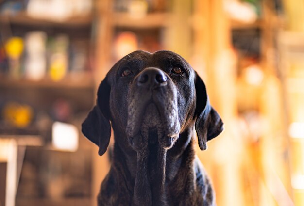 cão focado com fundo desfocado