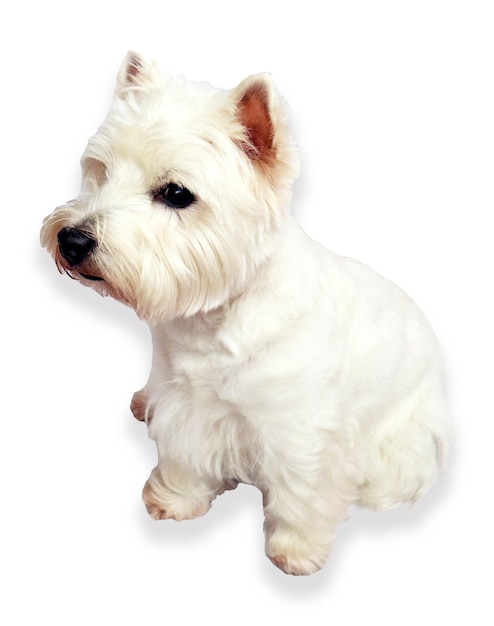 Cão fofo branco doce isolado em branco de perto, cão terrier branco de terras altas ocidentais westie closeup