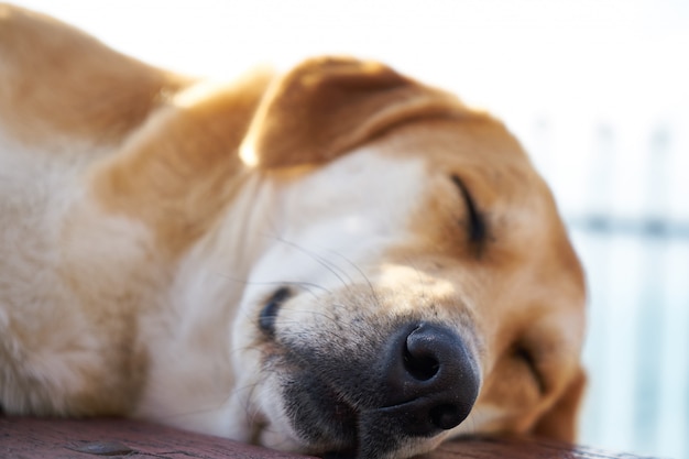 Cão fofo dormindo