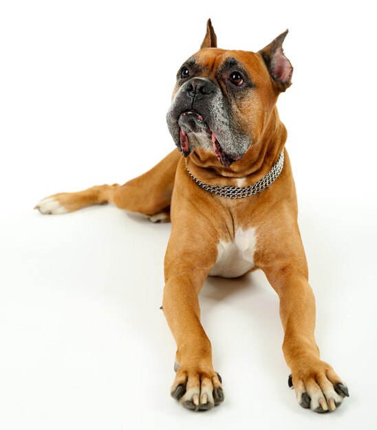 Cão fofo isolado no fundo branco