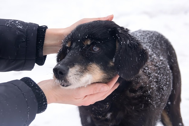 Cão fofo preto na neve closeup