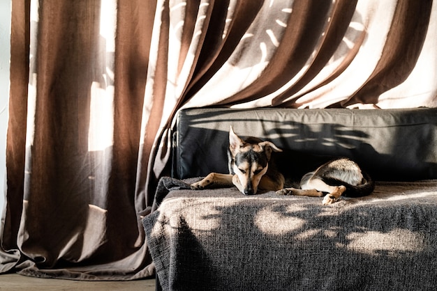 Cão fofo raça misturada dormindo em um sofá, sombras de folhas duras na cortina. sala de estar. cores marrom e cinza