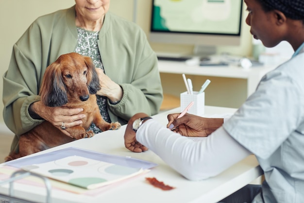 Cão fofo visitando veterinário