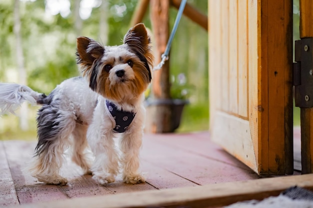 Cão fofo yorkshire terrier parado na coleira na porta em uma casa de campo