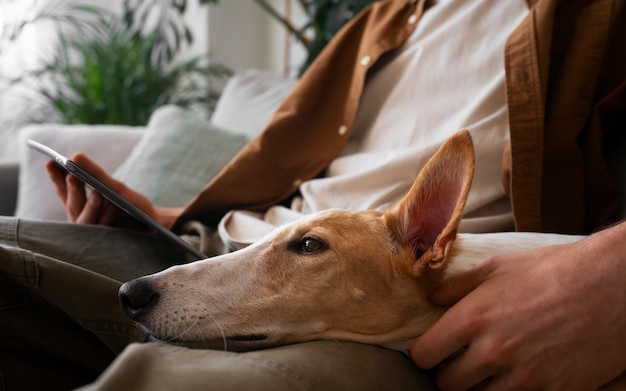 Cão galgo com dono masculino no sofá em casa