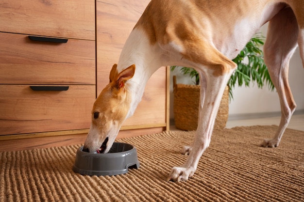 Cão galgo comendo comida em casa