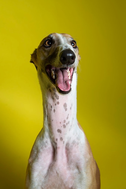 Cão galgo manchado marrom e branco