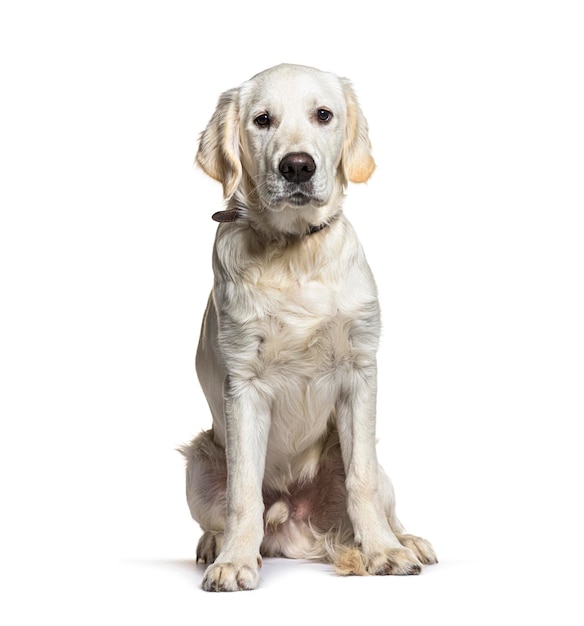 Cão Golden Retriever, isolado no fundo branco