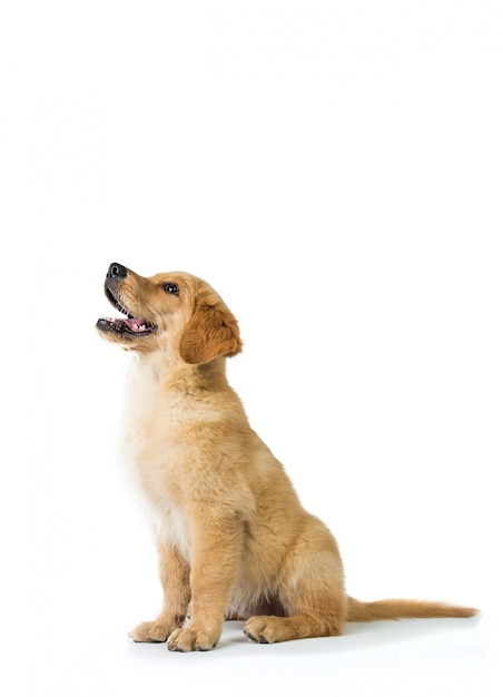 Cão Golden Retriever latindo enquanto está sentado no chão, isolado