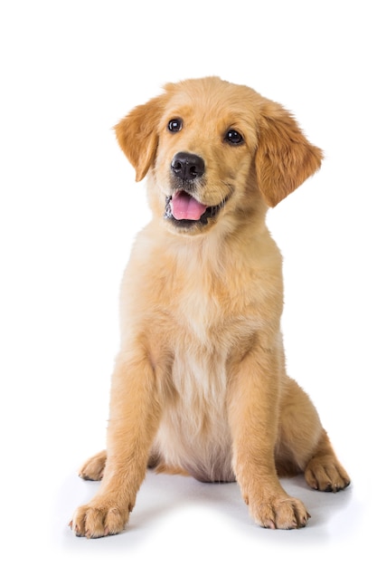 Cão Golden Retriever, sentado no chão, isolado