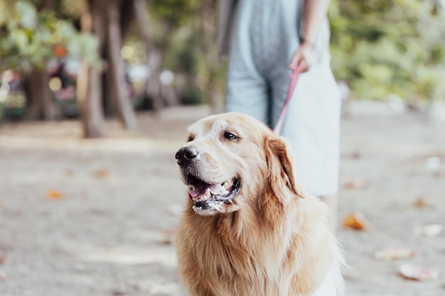 Cão Golden Retriever velho na praia