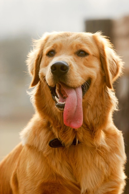 cão golden retriever