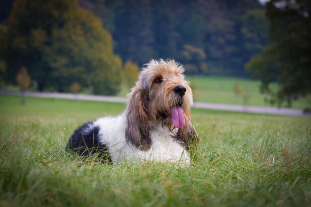 Cão Pastor Inglês Segura Bola Foto de Stock - Imagem de exterior, orelhas:  177133350