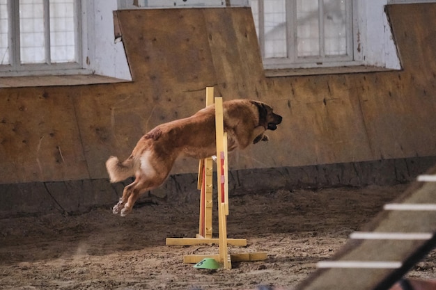 Cão grande de raça mista Desportos de velocidade e agilidade com cão