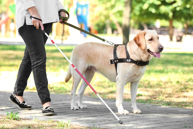 Cão-guia ajudando cega no parque