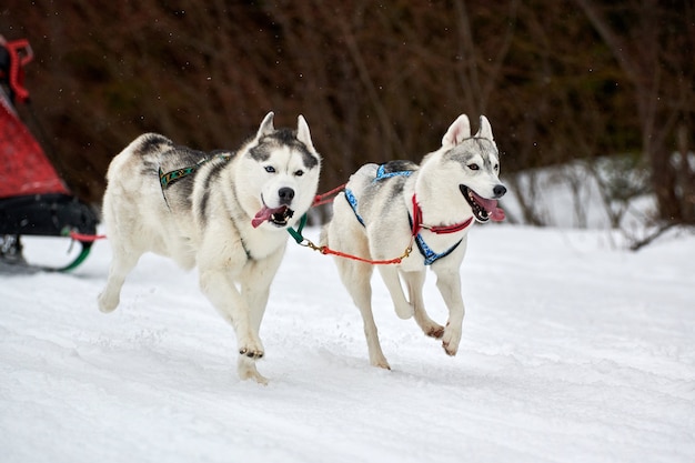 Cão Husky a correr em corridas de cães de trenó