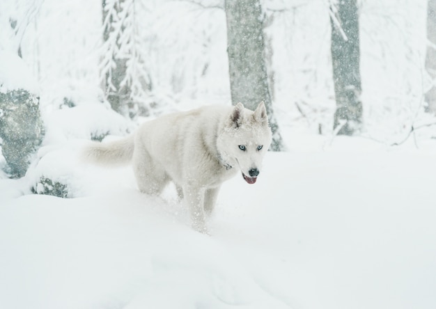 Foto cão husky andando no inverno