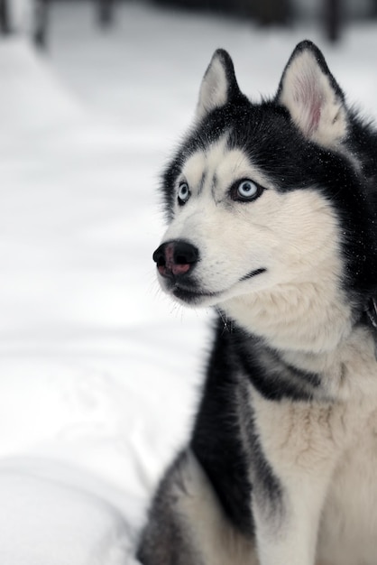 Cão husky atento com a cabeça inclinada parece com interesse para o lado