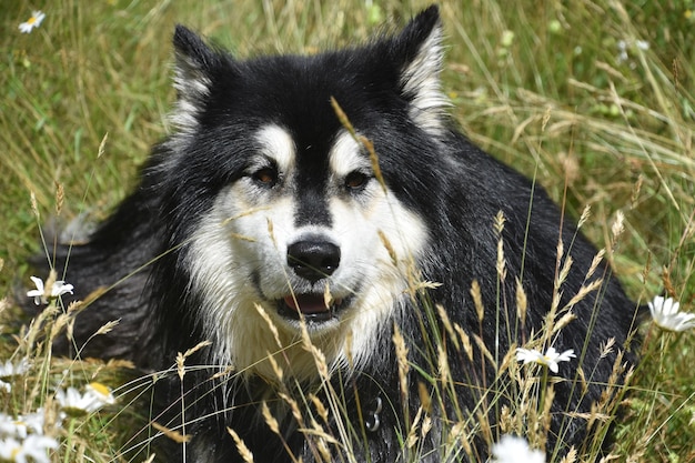 Cão husky bonito descansando na grama longa e flores silvestres