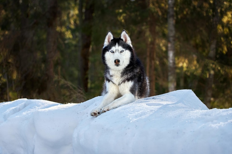 Foto cão husky bonito encontra-se na neve na floresta de inverno retrato de cão husky nobre no fundo de uma floresta de coníferas