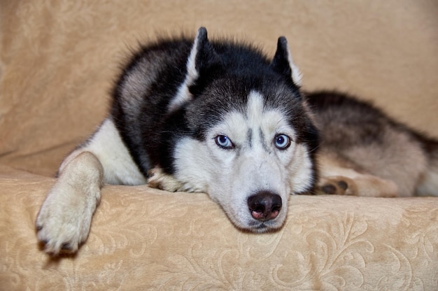 Cão husky bonito está deitado no sofá. Lindo cão inteligente com olhos azuis, retrato de perto e desvia o olhar