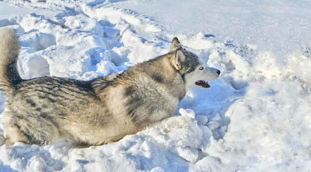 Cão Husky brinca na neve em um dia ensolarado de inverno.
