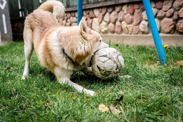 Cão husky brincando na grama verde com uma bola de futebol.