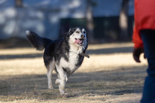 Cão Husky com colarinho correndo em um parque em direção ao seu dono com a língua pendurada no dia dos animais de estimação