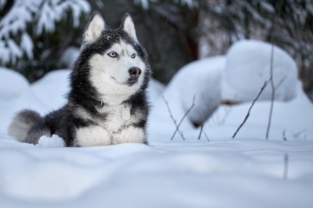 Cão Husky deitado na neve no monte de neve.