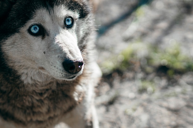 Cão Husky desviando o olhar com um olho azul impressionante