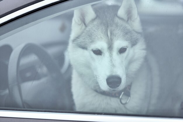 Cão Husky em um carro