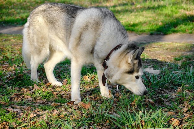 Cão Husky em um passeio no Parque cheira a grama.