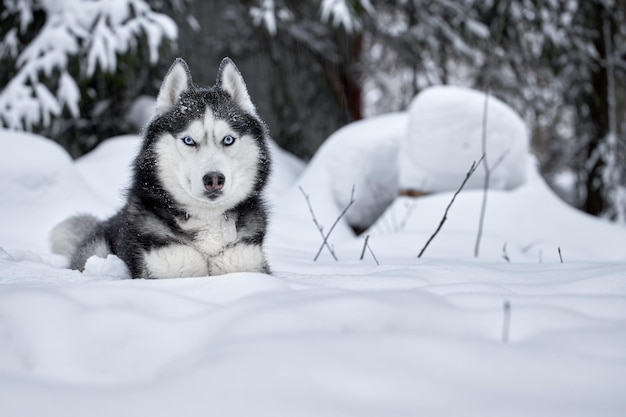 Cão Husky encontra-se na neve na floresta de inverno nevado. Retrato, vista frontal.