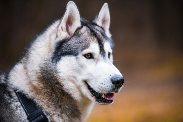 Cão Husky fechar retrato de focinho