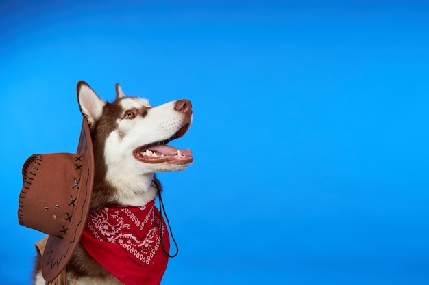 Cão husky feliz sorrindo em fundo azul colorido