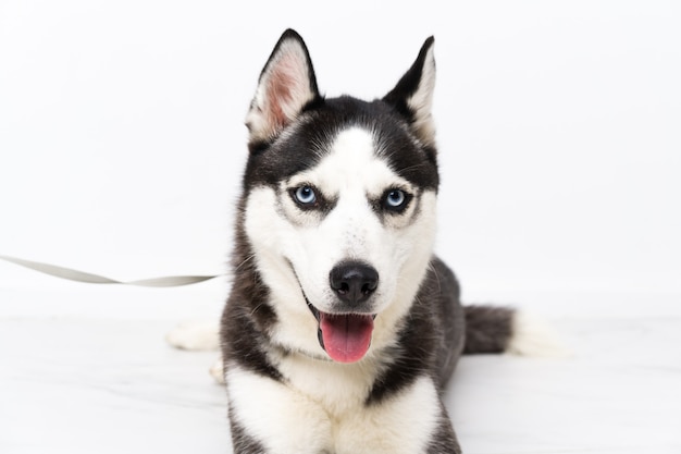 Cão husky jovem sobre parede branca