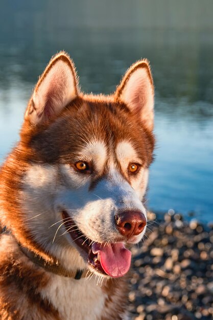 Foto cão husky marrom e branco senta-se em uma praia rochosa ao lado da água