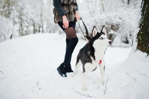 Cão Husky na coleira na mão da menina num dia de inverno.