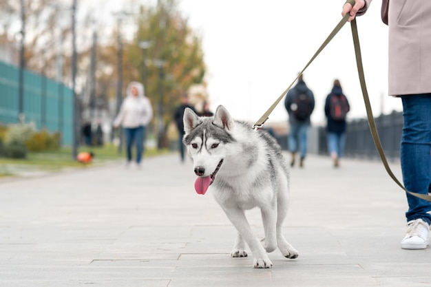 Cão Husky passeando com o proprietário no parque da cidade em um dia de outono