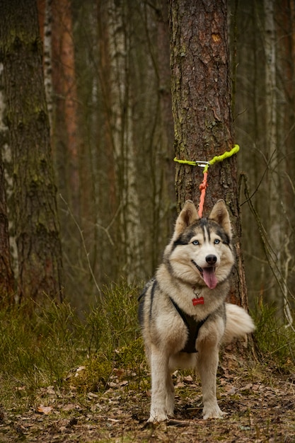 Cão husky peludo em uma caminhada