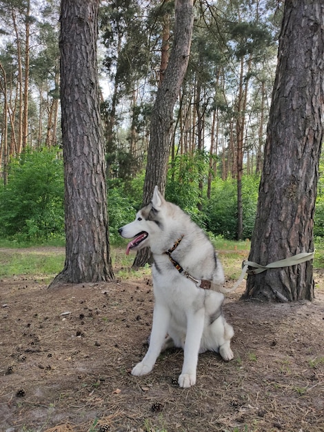 Cão Husky perto de uma árvore na floresta