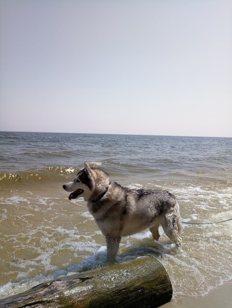 Cão Husky perto do rio